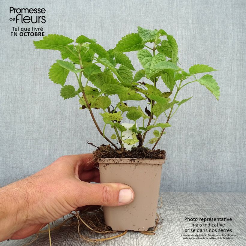 Amostra de Lamium orvala Vaso de 8/9 cm tal como entregue no outono