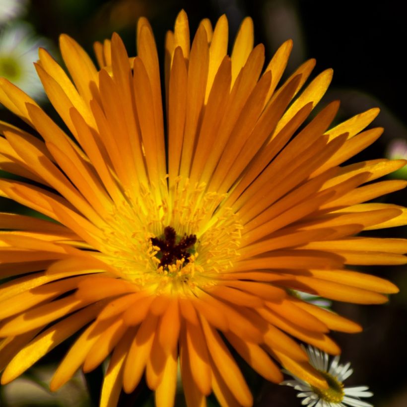 Lampranthus aurantiacus Fleurs jaunes (Floração)