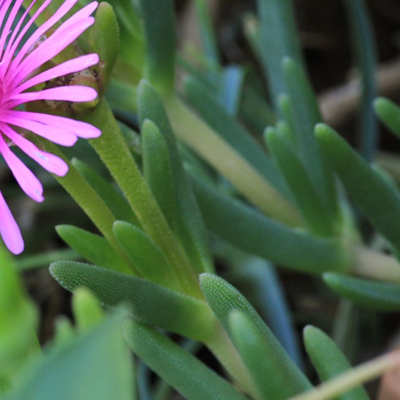 Lampranthus aurantiacus Flores Rosa (Folhagem)