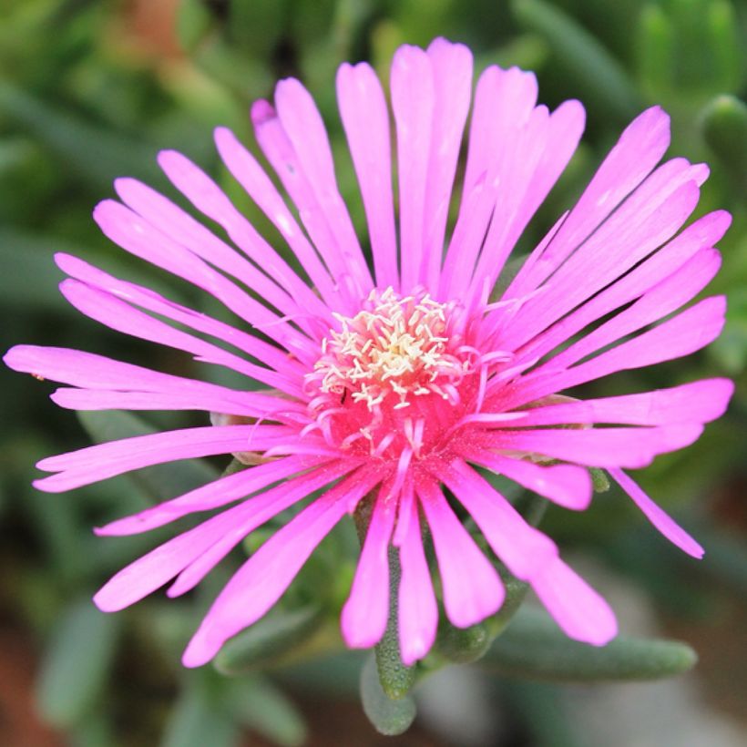 Lampranthus aurantiacus Flores Rosa (Floração)