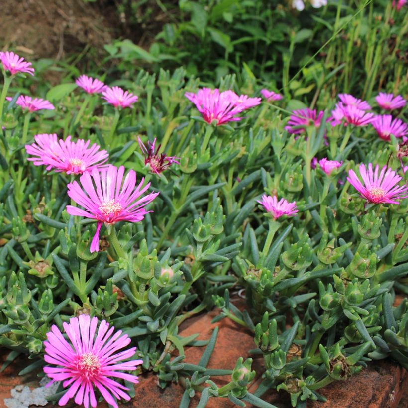 Lampranthus aurantiacus Flores Rosa (Hábito)
