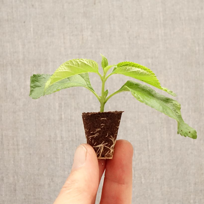 Amostra de Lantana camara Bloomify White Mini-torrão Ø 3/4 cm tal como entregue na primavera