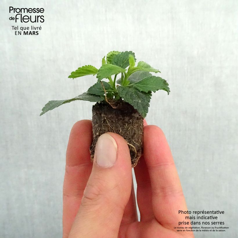 Amostra de Lantana camara Shamrock Peach Mini-motte Ø 3/4 cm tal como entregue na primavera