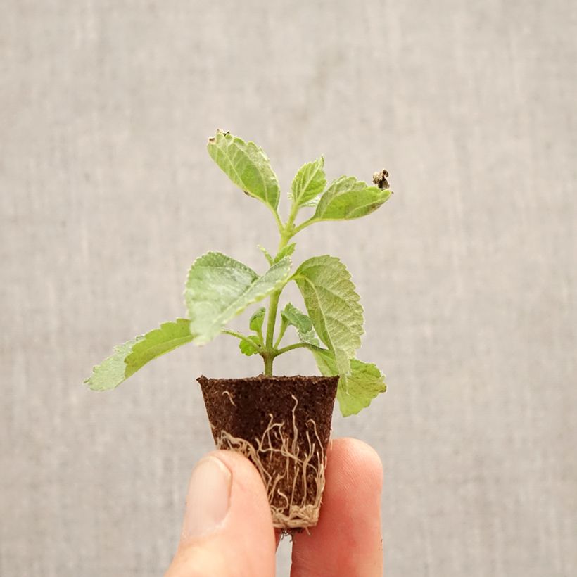 Amostra de Lantana camara Shamrock Red Mini-torrão Ø 3/4 cm tal como entregue na primavera