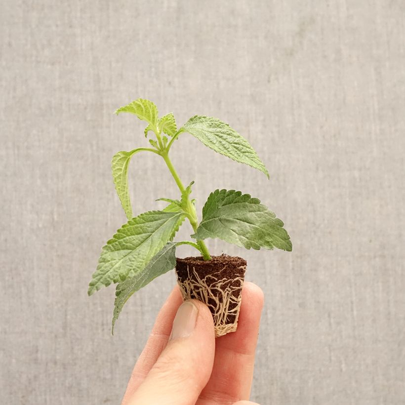 Amostra de Lantana camara Shamrock Rose Mini-torrão Ø 3/4 cm tal como entregue na primavera