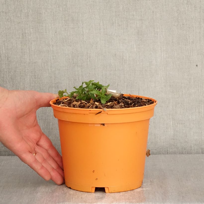 Amostra de Lantana camara Chapel Hill Gold Vaso de 2 L/3 L tal como entregue na primavera