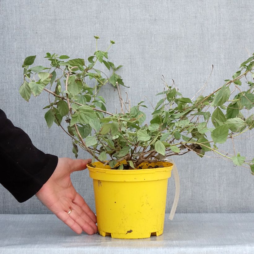 Amostra de Lantana camara Chapel Hill Yellow Vaso de 2 L/3 L tal como entregue no inverno