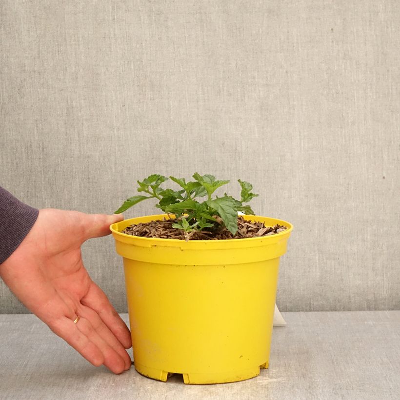 Amostra de Lantana camara Chapel Hill Yellow Vaso de 2 L/3 L tal como entregue na primavera