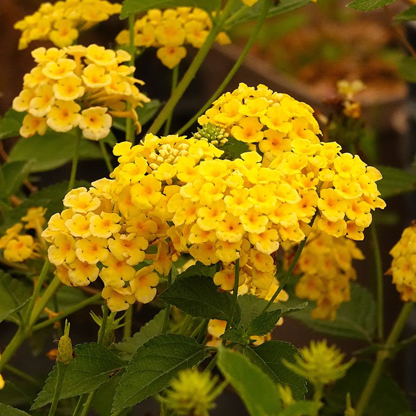 Lantana camara Chapel Hill Yellow (Floração)