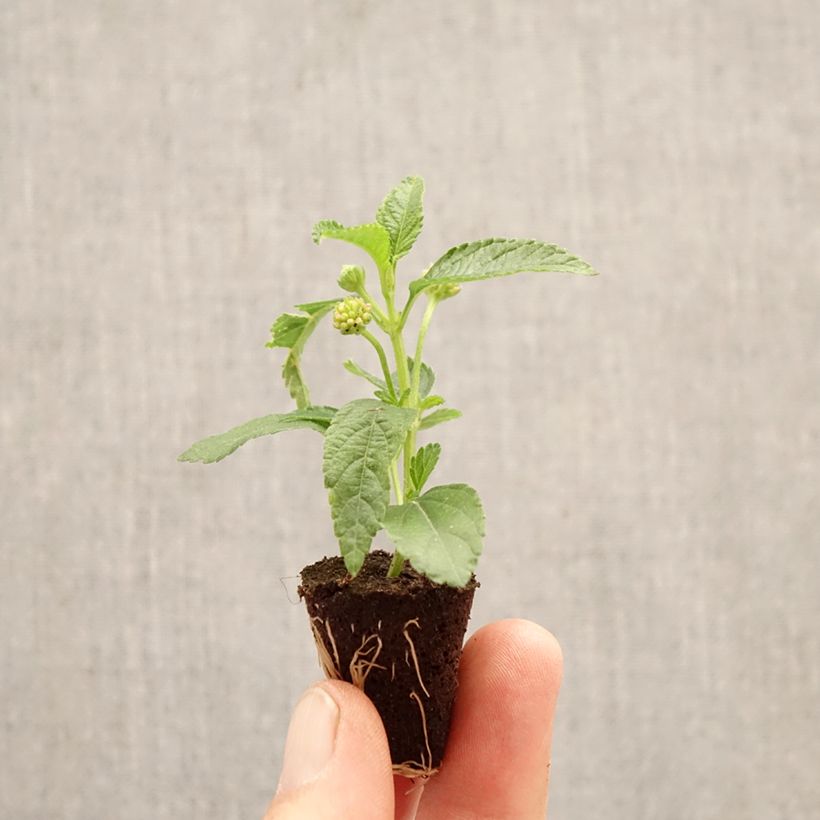 Amostra de Lantana camara PassionFruit Mini-torrão Ø 3/4 cm tal como entregue na primavera