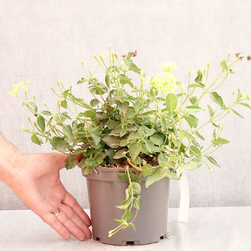 Amostra de Lantana camara Sunny Side Up Vaso de 2 L/3 L tal como entregue no verão