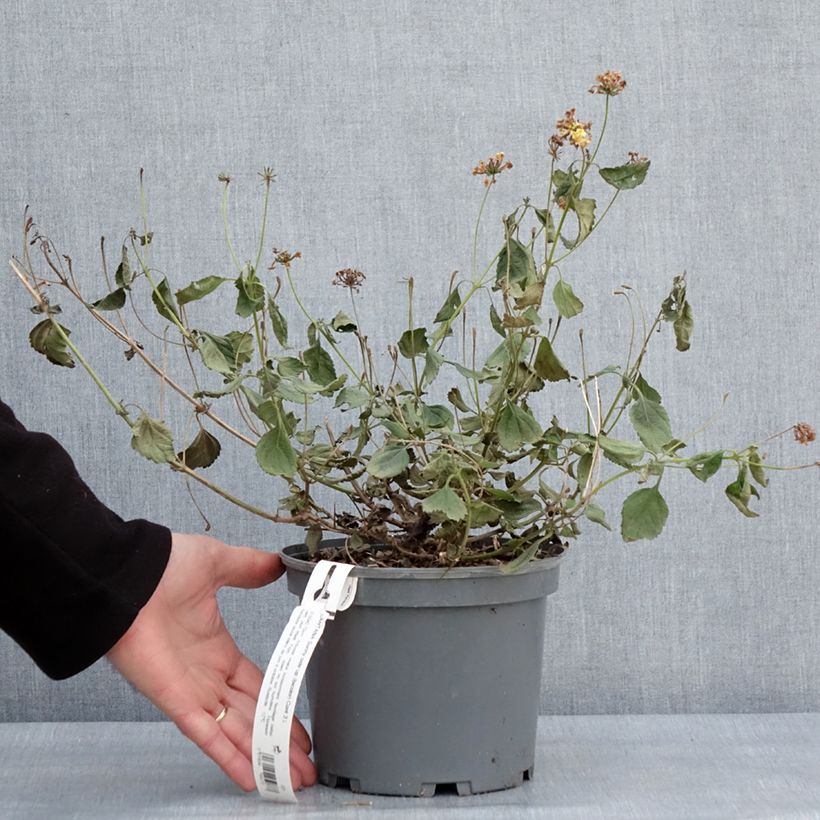 Amostra de Lantana camara Sunny Side Up Vaso de 2 L/3 L tal como entregue no inverno