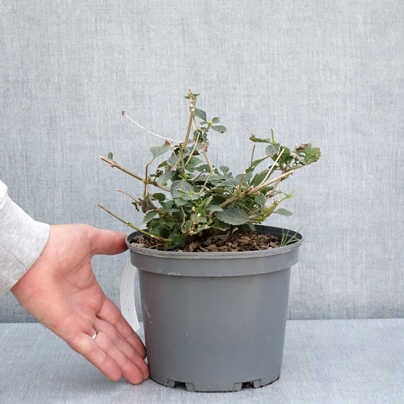 Amostra de Lantana camara Sunny Side Up Vaso de 2 L/3 L tal como entregue na primavera