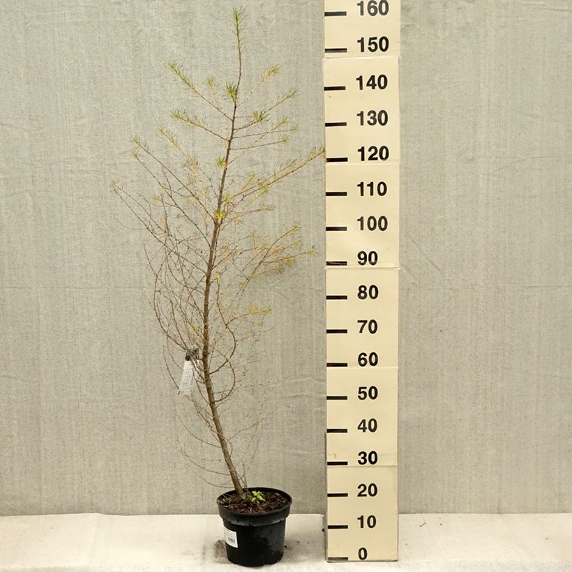Amostra de Larício-europeu - Larix decidua Vaso de 4 L/5 L tal como entregue no outono