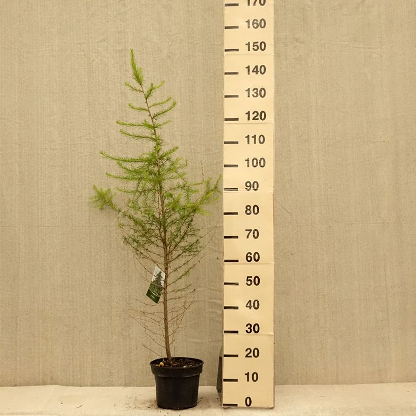 Amostra de Larício-europeu - Larix decidua Vaso de 4 L/5 L tal como entregue no verão