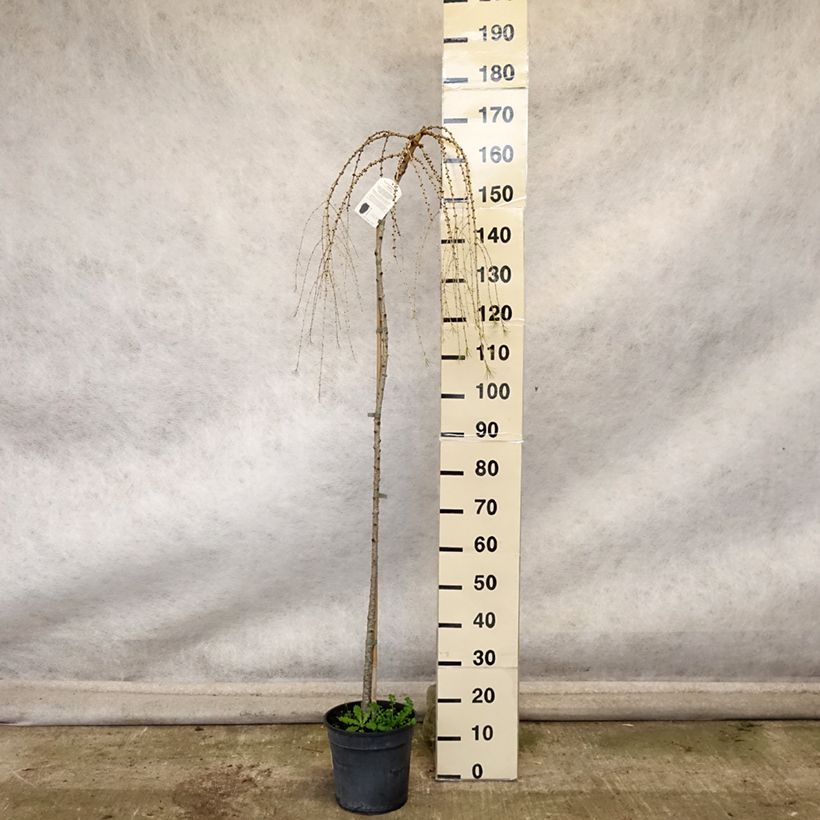 Amostra de Larix decidua Pendula - Mélèze commun pleureur Pot de 7,5L/10L, Tige tal como entregue no outono