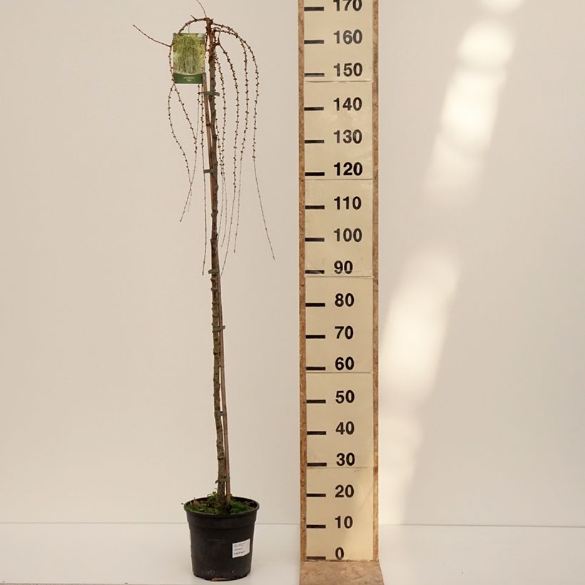 Amostra de Larix decidua Puli - Mélèze d'Europe pleureur Vaso de 4 L/5 L tal como entregue no inverno
