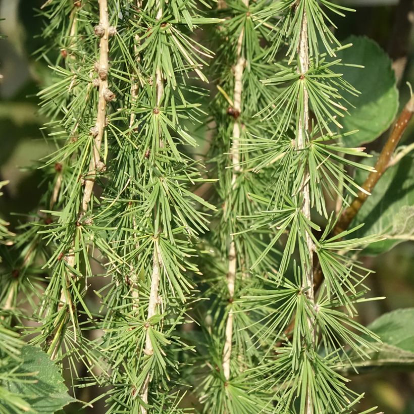 Larício-europeu Puli - Larix decidua (Folhagem)