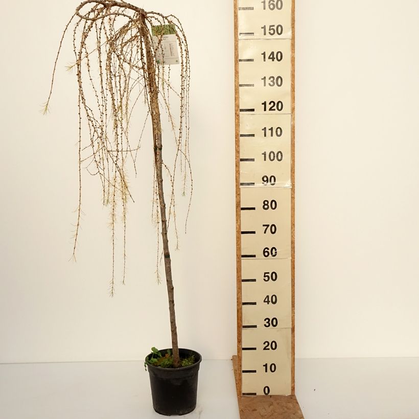 Amostra de Larício-europeu Puli - Larix decidua Vaso de 4 L/5 L, Haste tal como entregue no outono
