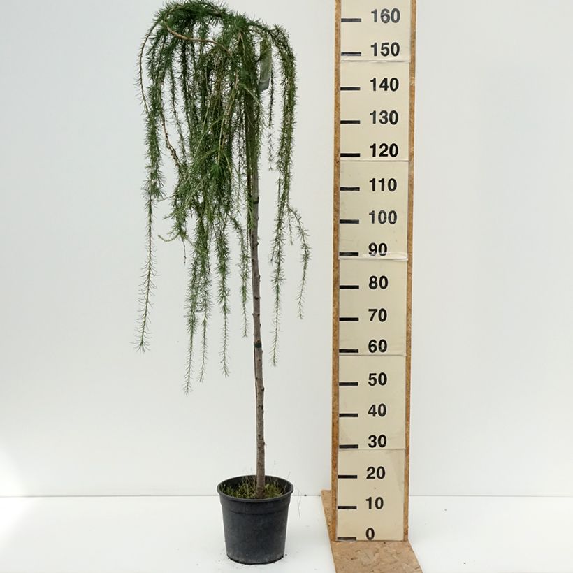 Amostra de Larício-europeu Puli - Larix decidua Vaso de 4 L/5 L, Haste tal como entregue no verão