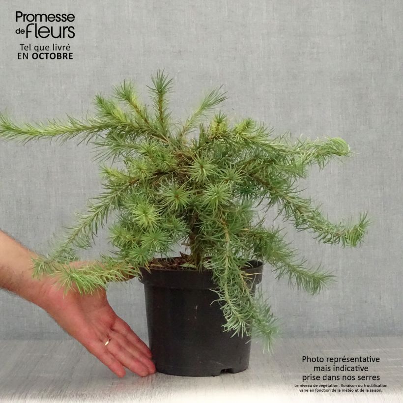Amostra de Larix kaempferi Blue Dwarf - Mélèze du Japon nain                       Pot de 2L/3L tal como entregue no outono