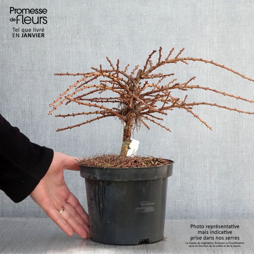 Amostra de Larix kaempferi Blue Dwarf - Mélèze du Japon nain                       Vaso de 2 L/3 L tal como entregue no inverno