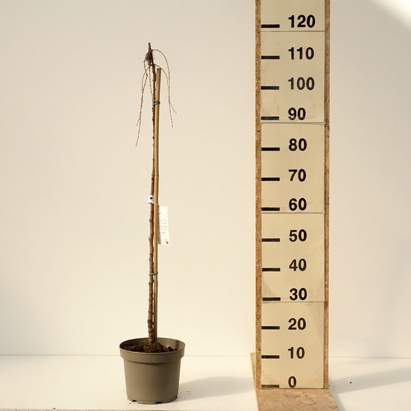 Amostra de Larix kaempferi Boring Weeper - Mélèze du Japon pleureur  Pot de 4L/5L tal como entregue no inverno