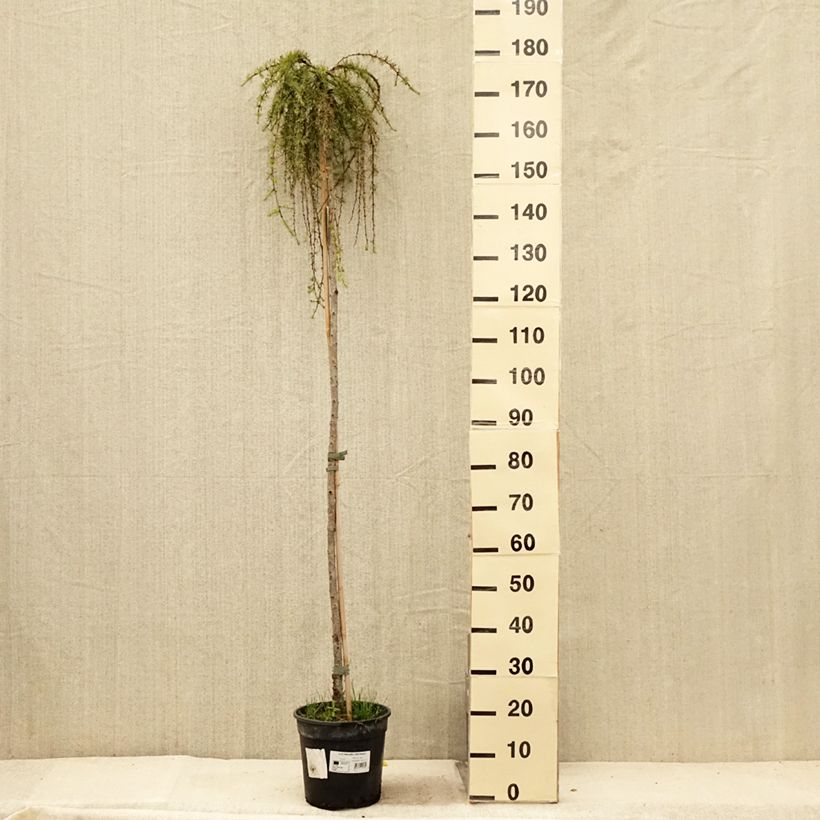 Amostra de Lariço-do-japão Stiff Weeping - Larix kaempferi Vaso de 4 L/5 L, Haste tal como entregue no verão