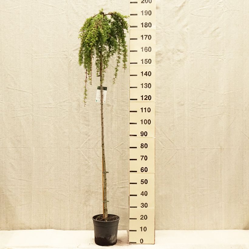 Amostra de Lariço-do-japão Stiff Weeping - Larix kaempferi Vaso de 4 L/5 L, Haste tal como entregue na primavera