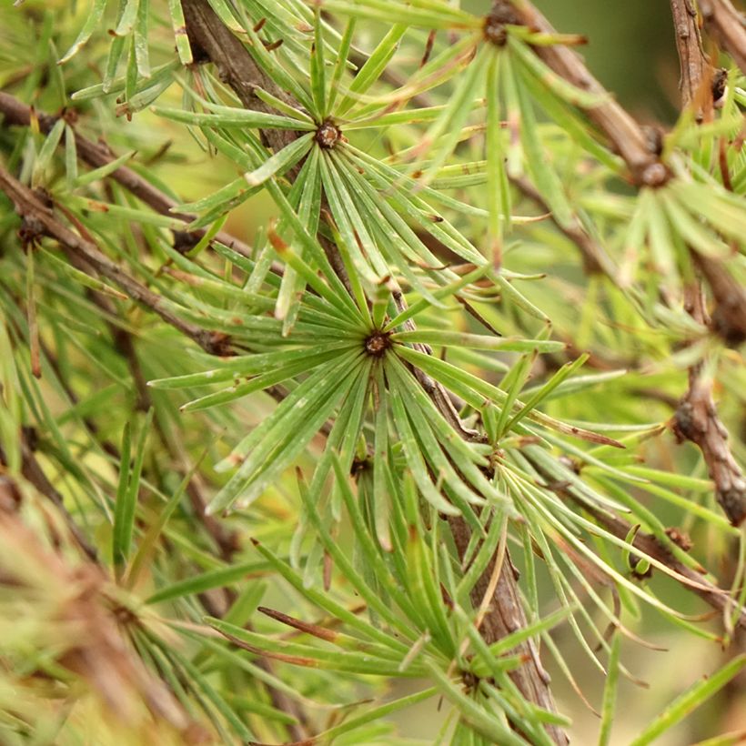 Lariço-do-japão Stiff Weeping - Larix kaempferi (Folhagem)