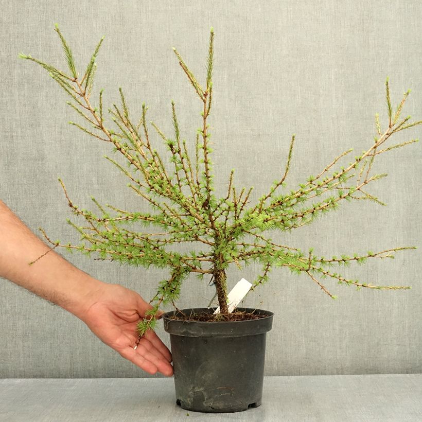 Amostra de Larix laricina Arethusa Bog - Alerce americano Vaso de 2 L/3 L tal como entregue no verão