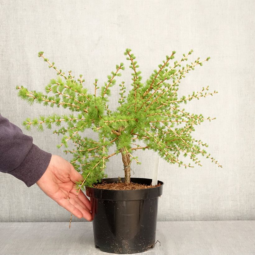 Amostra de Larix laricina Arethusa Bog - Alerce americano Vaso de 2 L/3 L tal como entregue na primavera