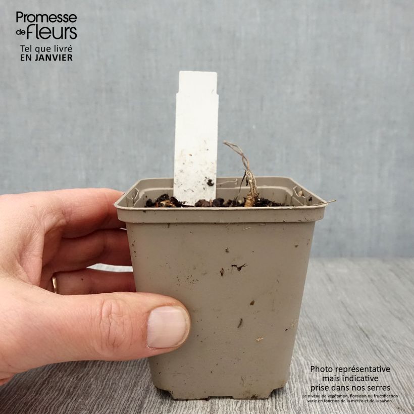 Amostra de Laserpitium siler - Sermontain Godet de 8/9 cm tal como entregue no inverno