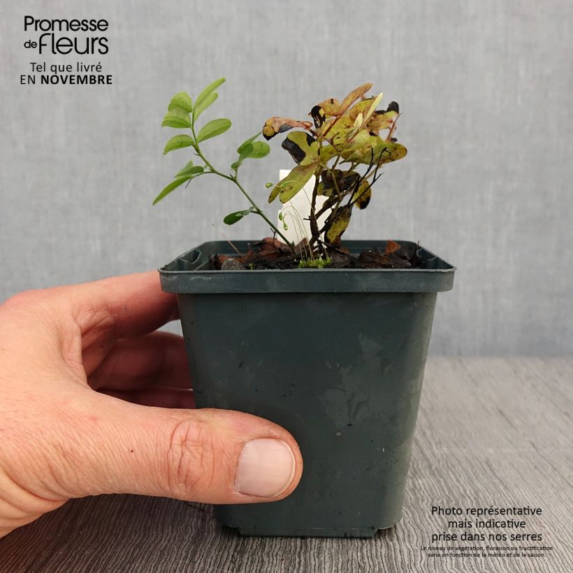 Amostra de Lathyrus niger Vaso de 8/9 cm tal como entregue no outono