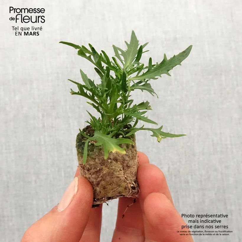 Amostra de Laurentia ou Isotoma Stella Blue Mini-motte Ø 3/4 cm tal como entregue na primavera