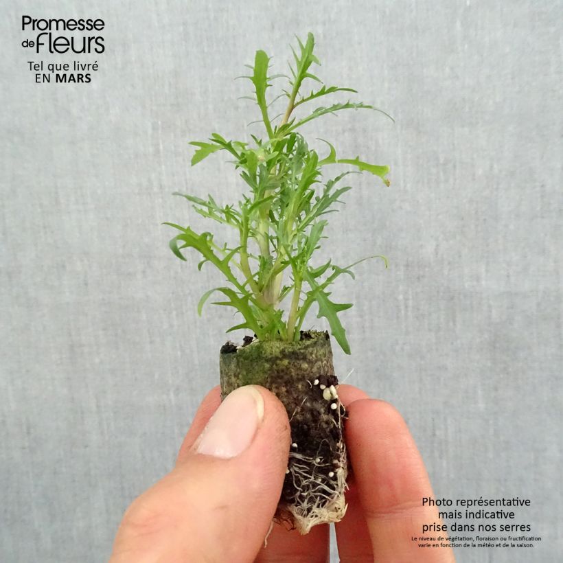 Amostra de Laurentia ou Isotoma Stella Pink Mini-motte Ø 3/4 cm tal como entregue na primavera