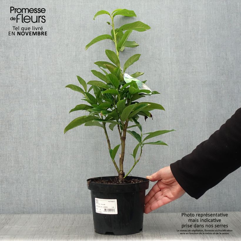 Amostra de Louro-cereja - Prunus laurocerasus Genolia Vaso de 3 L/4 L tal como entregue no outono