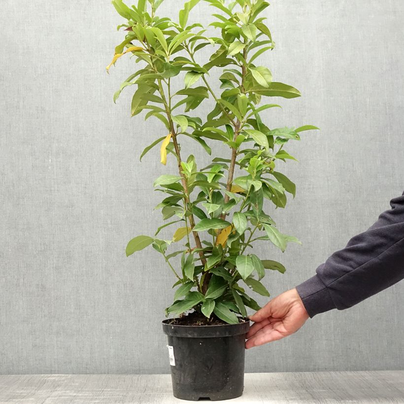 Amostra de Louro-cereja - Prunus laurocerasus Genolia Vaso de 3 L/4 L tal como entregue no verão