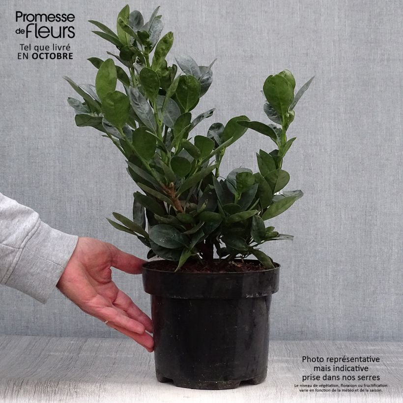 Amostra de Louro-cereja nain - Prunus Laurocerasus Miniredia Vaso de 2 L/3 L tal como entregue no outono