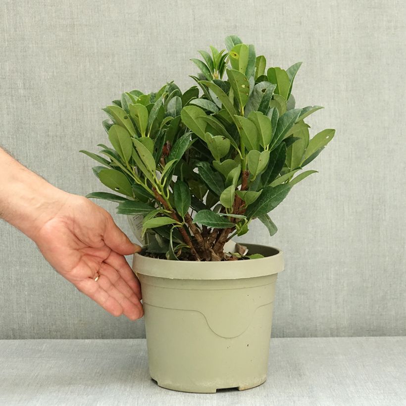Amostra de Louro-cereja - Prunus laurocerasus Bonaparte Vaso de 3 L/4 L tal como entregue no verão