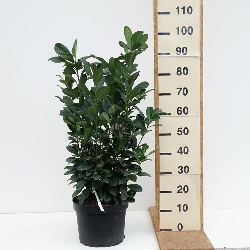 Amostra de Louro-cereja - Prunus laurocerasus Bonaparte Vaso de 7,5 L/10 L tal como entregue no outono