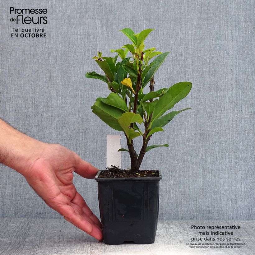 Amostra de Louro-cereja - Prunus laurocerasus Caucasica - Laurier Palme - Laurier du Caucase Vaso de 8/9 cm tal como entregue no outono