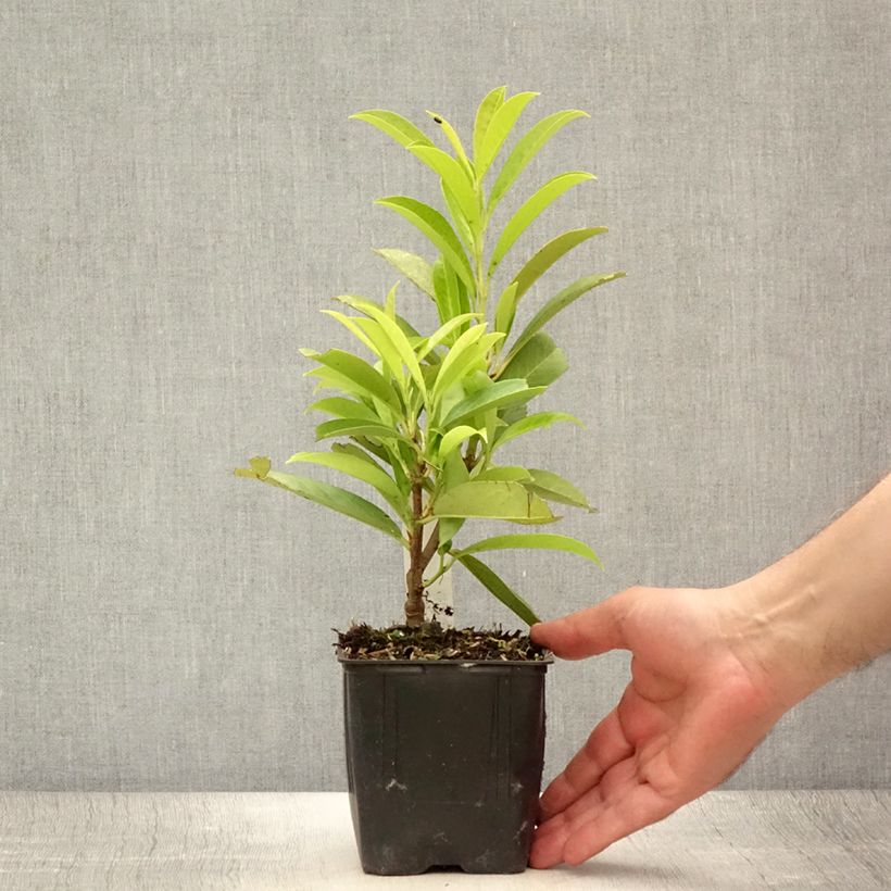 Amostra de Louro-cereja - Prunus laurocerasus Caucasica - Laurier Palme - Laurier du Caucase Vaso de 8/9 cm tal como entregue no verão