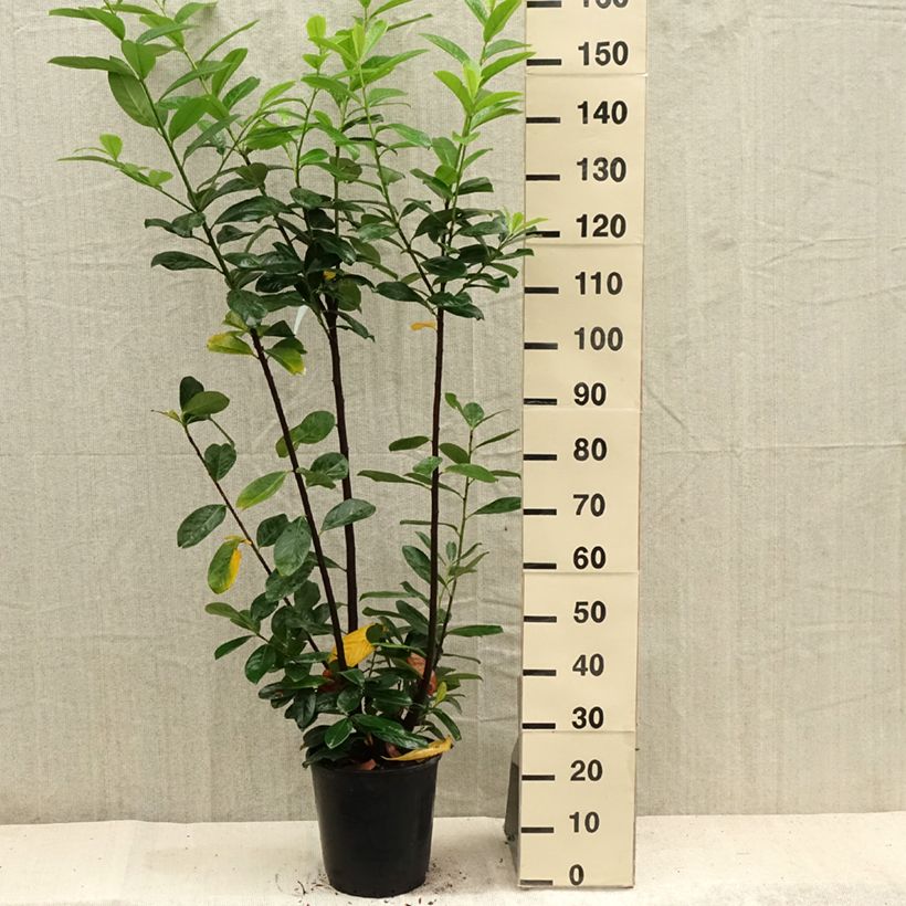 Amostra de Louro-cereja - Prunus laurocerasus Caucasica - Laurier Palme - Laurier du Caucase Vaso de 7,5 L/10 L tal como entregue no verão