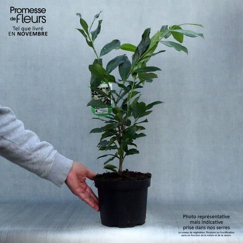 Amostra de Louro-cereja - Prunus laurocerasus Caucasica - Laurier Palme - Laurier du Caucase Vaso de 3 L/4 L tal como entregue no outono