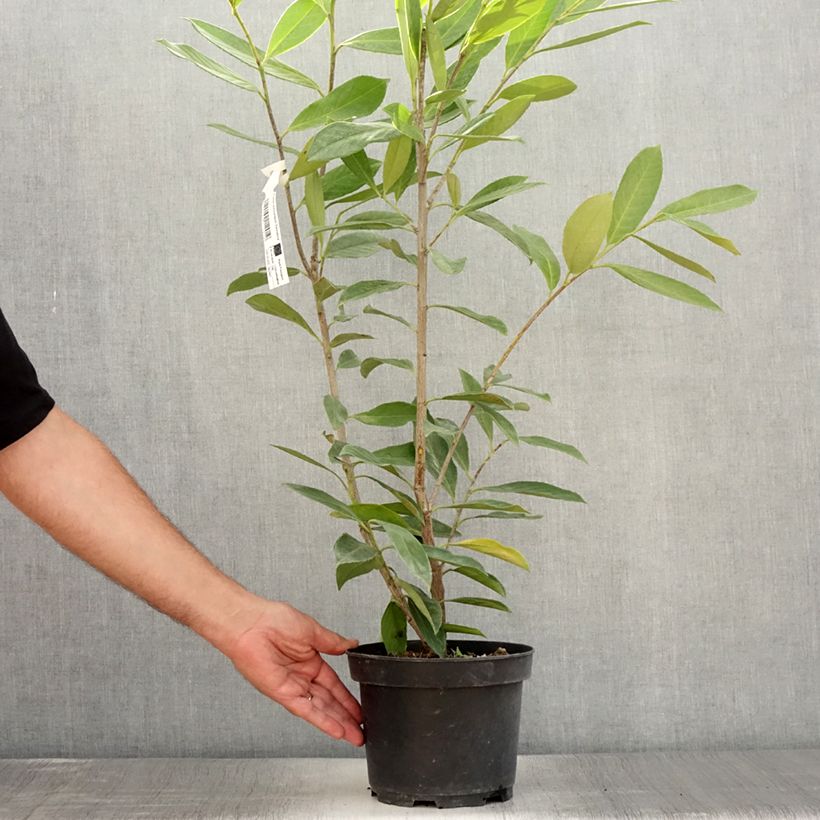 Amostra de Louro-cereja - Prunus laurocerasus Caucasica - Laurier Palme - Laurier du Caucase Vaso de 3 L/4 L tal como entregue no verão