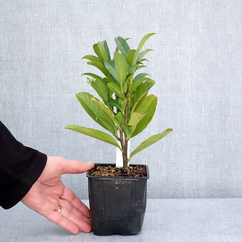 Amostra de Louro-cereja - Prunus laurocerasus Caucasica - Laurier Palme - Laurier du Caucase Vaso de 8/9 cm tal como entregue no inverno