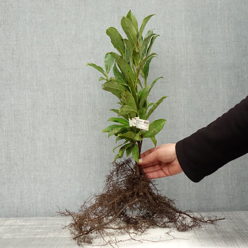 Amostra de Louro-cereja - Prunus laurocerasus Caucasica - Laurier Palme - Laurier du Caucase Raízes nuas tal como entregue no inverno