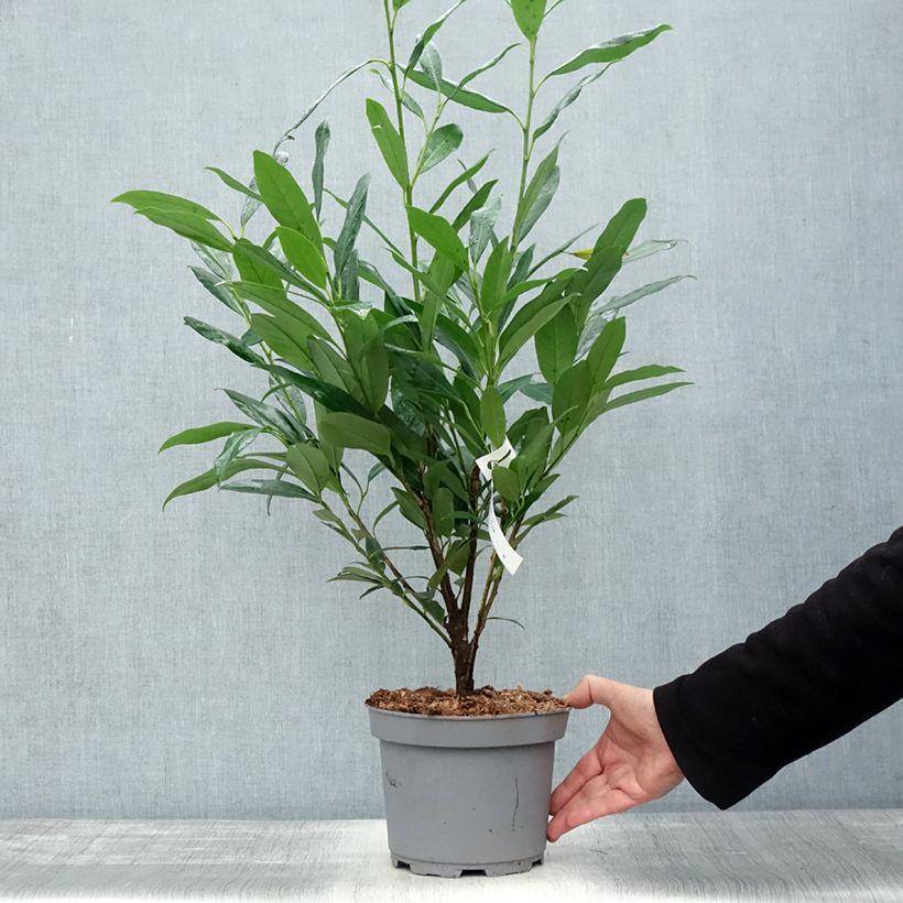 Amostra de Laurier cerise - Prunus laurocerasus Elly Pot de 3L/4L tal como entregue no outono