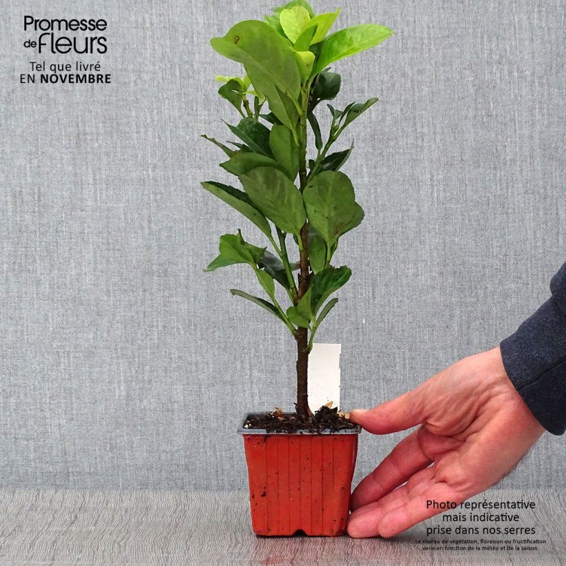 Amostra de Louro-cereja - Prunus laurocerasus Etna Vaso de 8/9 cm tal como entregue no outono